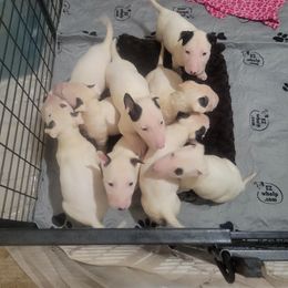 Bull Terrier Puppies from Mary Holsen