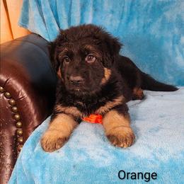 Orange Collar - Black and red male German Shepherd puppy in Louisville, Ohio from Crooked River German Shepherds