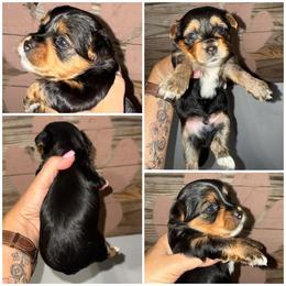 Cooper - Black and gold male Morkie puppy in Cleveland, Tennessee from Moody’s Morkies and More