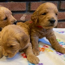 Goldendoodle and Poodle Puppies from Willow Grace Doodles