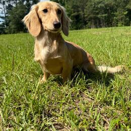 Dachshund puppies from Ironwood Creek