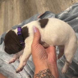 Purple - Liver and white female German Shorthaired Pointer puppy in Biloxi, Mississippi from Burch legacy kennels