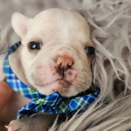 Chevy - Cream French Bulldog puppy in Winston Salem, North Carolina from Elegant East Coast French Bulldogs