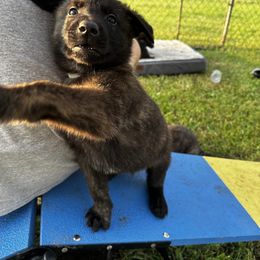 Dutch Shepherd Puppies from Sugar Island Dutch Shepherds
