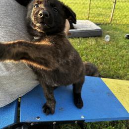 Dutch Shepherd Puppies from Sugar Island Dutch Shepherds