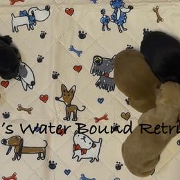 Boy 1 - Yellow male Labrador Retriever puppy in Newport, North Carolina from AKS’s Water Bound Retrievers