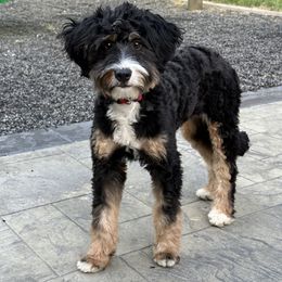 Holly - Bernedoodle