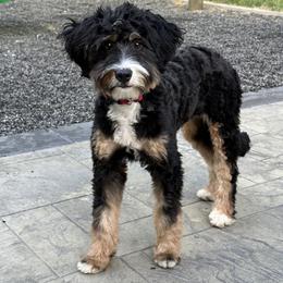 Holly - Bernedoodle