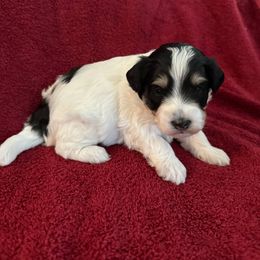 Bernedoodle Puppies from Bollinger Family Puppies