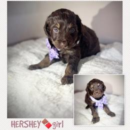 HERSHEY - Brown and white female Aussiedoodle puppy in Houston, Texas from Jomelkin Furry Pals