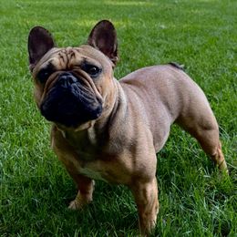 Jerzey - French Bulldog