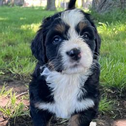 Stars - Tri-color female Bernedoodle puppy in Kansas City, Missouri from Beary GoldenDoodles