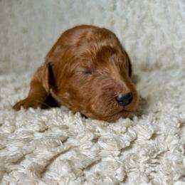 Lily - Red  female Goldendoodle puppy in Willacoochee, Georgia from Kitandkboodle's Doodles