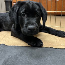 Working Dog Cross Puppies from Happy Hartz