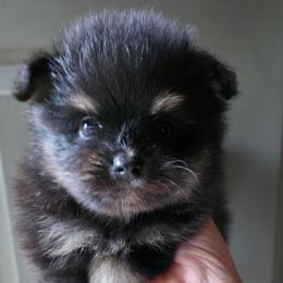 Sterling pup 3 Tippy Toes - Black and tan female Pomeranian puppy in Carrollton, Georgia from B AND R'S POMERANIAN'S