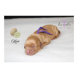 Kiwi - Red  female Goldendoodle puppy in Mancelona, Michigan from Lavender poodles & doodles