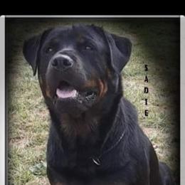 Sadie - Rottweiler