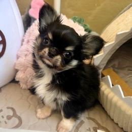Elvis 5800 - Black and tan male Chihuahua puppy in Citrus Heights, California from Golden State Chihuahuas