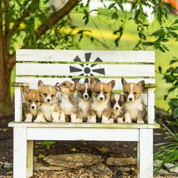 Pembroke Welsh Corgi and Poodle Puppies from Corgi Companions