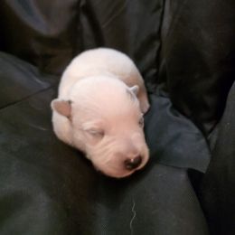Boy 2 - Red speckled male Australian Cattle Dog puppy in Athens, Georgia from Tailwynd Kennels