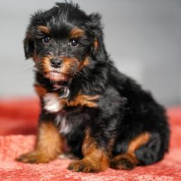 Charles - Tri-color male Bernedoodle puppy in Dundee, Ohio from Down Home Doodle