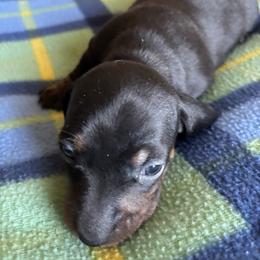 Tiny - Black and cream male Dachshund puppy in Great Falls, Montana from Dawn's designerDachshunds