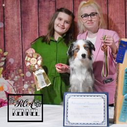 Dandi - Miniature Australian Shepherd