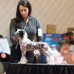 Adora - Chinese Crested