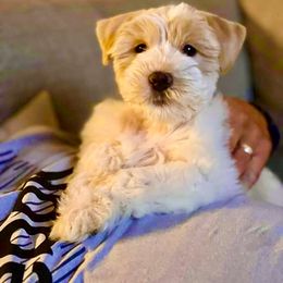 Miniature Schnauzer Puppies from Dixie Pearl Schnauzers
