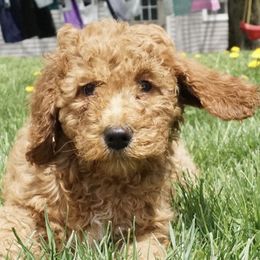 Goldendoodles and Miniature American Shepherds from Coffee Run Spring at Miller Farms