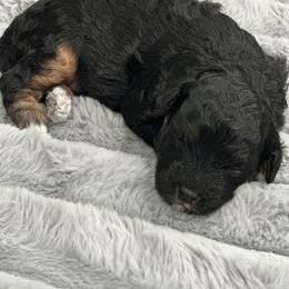 Minnie - Phantom female Poodle puppy in Matteson, Illinois from Chitownpupz