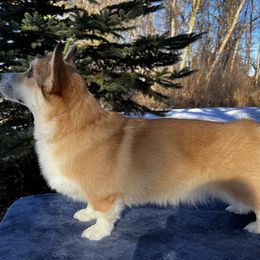 Ritz - Pembroke Welsh Corgi
