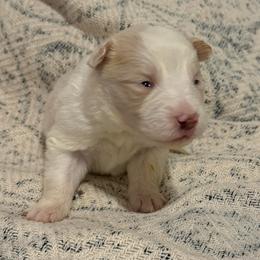 Zeus - White and gold male Border Collie puppy in Mckinney, Texas from Border Collies of Ruidoso