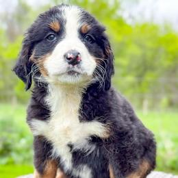 Girl 1 - Tri-color female Bernedoodle puppy in Montrose, Michigan from Livy’s Doodles