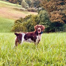 Luna - Brittany