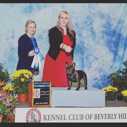 French Bulldog All Grown Up from HDH French Bulldogs