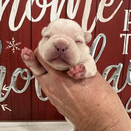Cream - Cream female French Bulldog puppy in Smithfield, North Carolina from Roughneck Frenchies