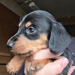 Pepper's black and tan wire girl - Black and tan female Dachshund puppy in Caldwell, Idaho from Dozendachs