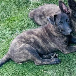 Bubba Blue - Gold brindle male Dutch Shepherd puppy in Hastings, Minnesota from Century Hills Farm
