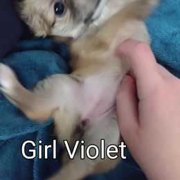 Buttons - Chihuahua puppy in Chapin, South Carolina from Annabelle's Wish Chihuahua's