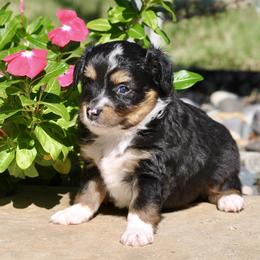 Carson - Black tri male Toy Australian Shepherd puppy in Bixby, Oklahoma from Roeboat Aussies