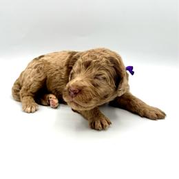 Mimosa - Merle female Goldendoodle puppy in Mount Pleasant, Tennessee from Doodle My Heart