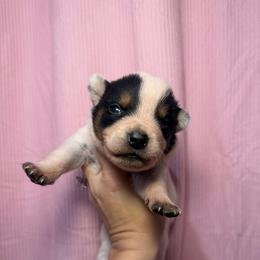 Ironhide - Blue male Australian Cattle Dog puppy in Rosharon, Texas from 4Surge Cattle Dogs