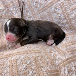 Brown - Brown and white male Bernedoodle puppy in Charleston, South Carolina from Palm Belle Doodles