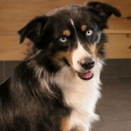 Miniature Australian Shepherds from Magnolia Mini Aussies