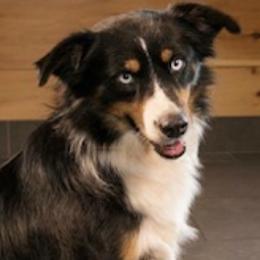 Miniature Australian Shepherds from Magnolia Mini Aussies