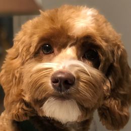 Emmy - Australian Labradoodle