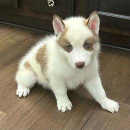 Jasmine - Red and white female Siberian Husky puppy in Summerville, South Carolina from Carolina Husky Lodge