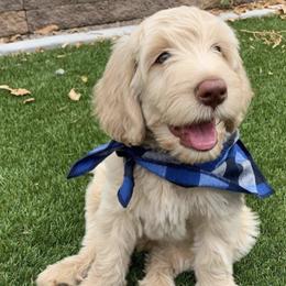 Goldendoodles from Honeydoodle AZ