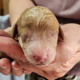 Fiona - Red  female Poodle puppy in Spartanburg, South Carolina from Taya's Pups